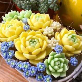 Curiosidades sobre as suculentas