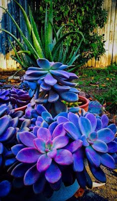 Curiosidades sobre as suculentas