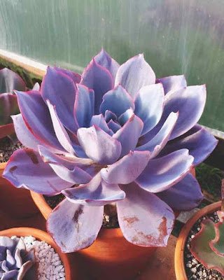 Curiosidades sobre as suculentas