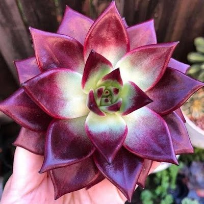 Curiosidades sobre as suculentas