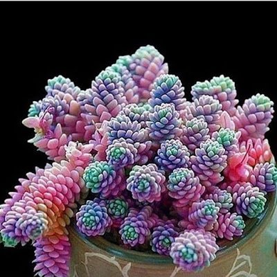 Curiosidades sobre as suculentas