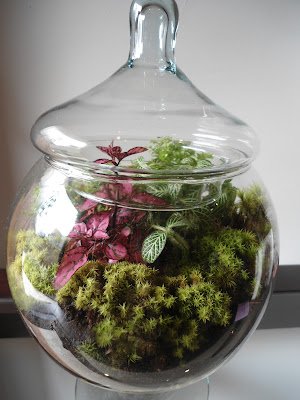 Resultado de imagem para terrarios