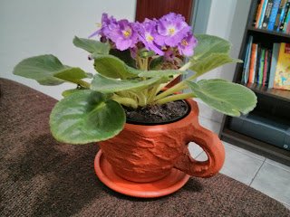 Resultado de imagem para violetas