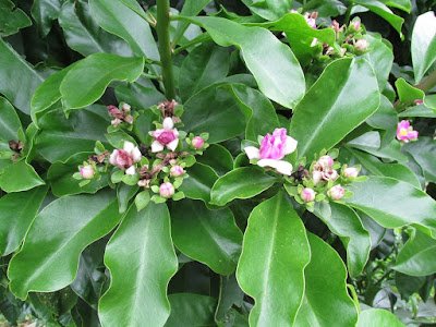 Ora-pro-nobis – Benefícios e propriedades