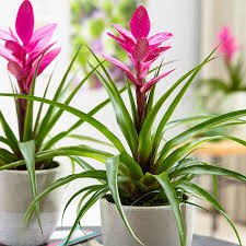 Plantas para decorar seu banheiro