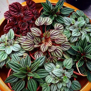 Plantas para decorar seu banheiro