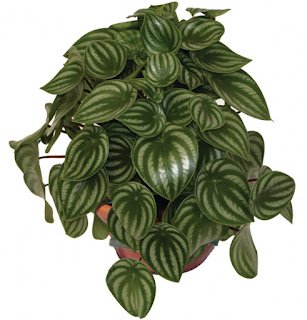 Plantas para decorar seu banheiro