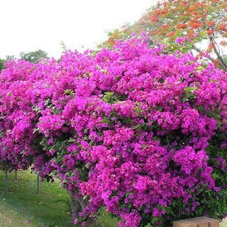 Bougainvillea: Você conhece essa flor? Ela pode curar várias doenças