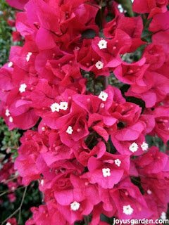 Bougainvillea: Você conhece essa flor? Ela pode curar várias doenças