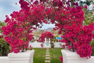Bougainvillea: Você conhece essa flor? Ela pode curar várias doenças