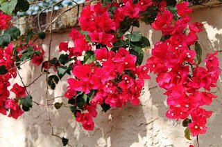 Bougainvillea: Você conhece essa flor? Ela pode curar várias doenças