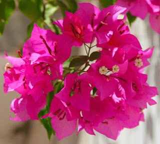 Bougainvillea: Você conhece essa flor? Ela pode curar várias doenças
