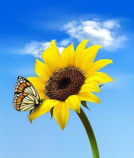 Tudo sobre o Girassol