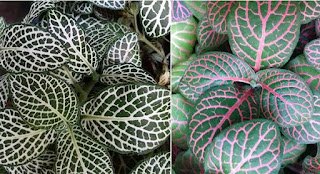 Plantas para decorar seu banheiro