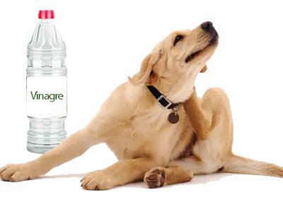 26 MANEIRAS DE USAR O VINAGRE EM SUA SUA CASA