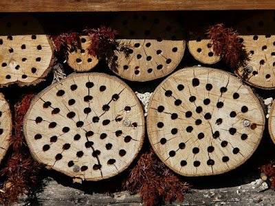 Aprenda a fazer um hotel para insetos