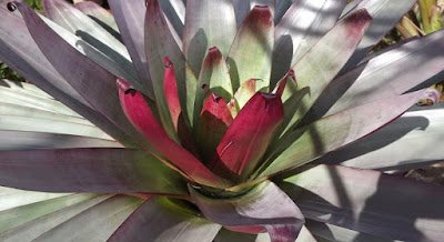 Plantas Colecionáveis