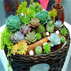 Colecionáveis plantas