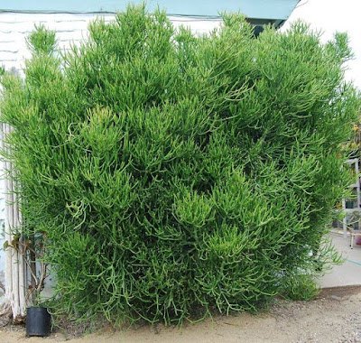 CONHEÇA A AVELÓS: PLANTA QUE, SEGUNDO PESQUISAS,  TEM POTENCIAL PARA COMBATER AIDS E CÂNCER