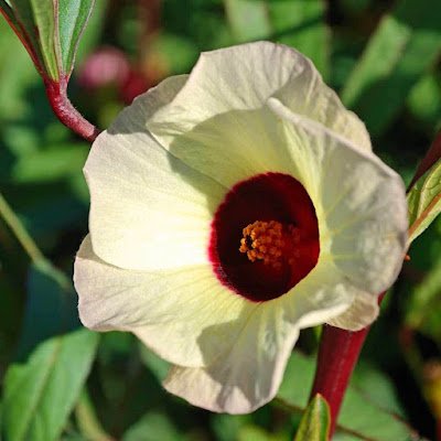 Hibisco (hibiscus sabdariffa)