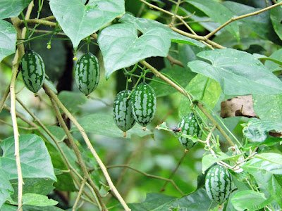 Pepininho do Mato (Melothria cucumis):