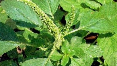 Caruru (Amaranthus viridis L.)