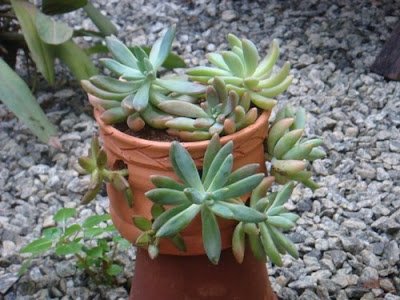 SUCULENTAS :Tudo que você queria saber sobre essa planta