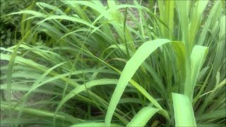 Aedes aegypti:  11 dicas de repelente caseiro 