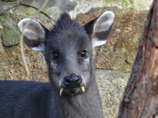 23 animais estranhos que você provavelmente não saiba que existem