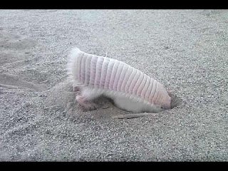 23 animais estranhos que você provavelmente não saiba que existem