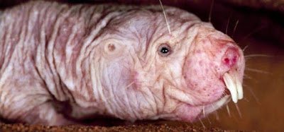 23 animais estranhos que você provavelmente não saiba que existem