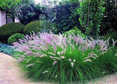 14 plantas resistentes ao sol