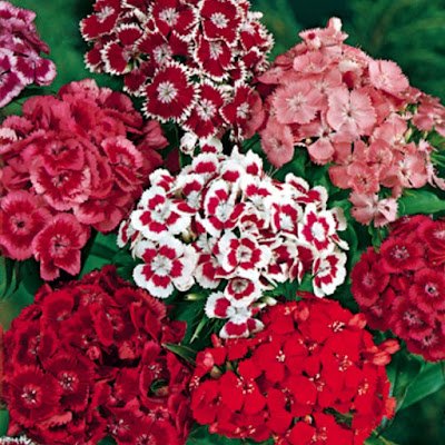 14 plantas resistentes ao sol