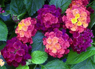 14 plantas resistentes ao sol