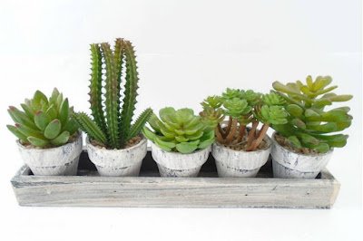 14 plantas resistentes ao sol