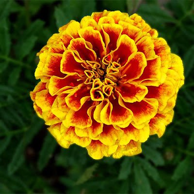 14 plantas resistentes ao sol