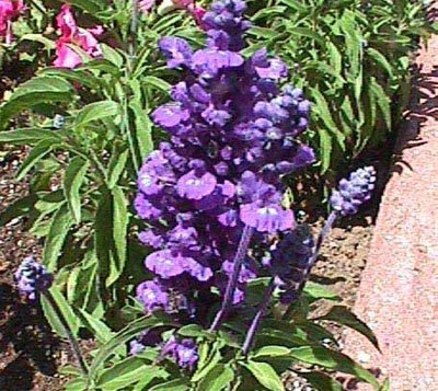 14 plantas resistentes ao sol