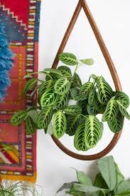 Como utilizar plantas na decoração de interiores