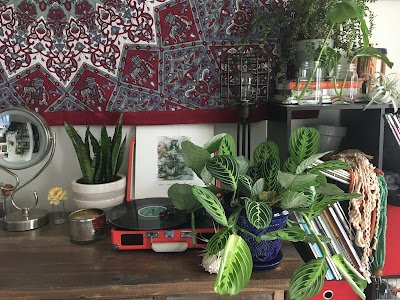 Como utilizar plantas na decoração de interiores
