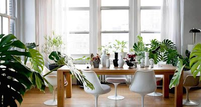 Como utilizar plantas na decoração de interiores