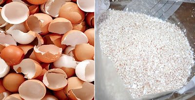 dicas de substratos caseiros  para suculentas