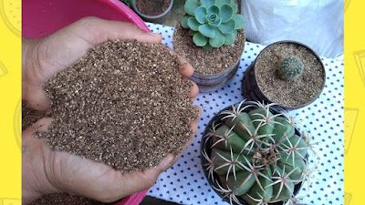 dicas de substratos caseiros  para suculentas
