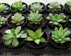 dicas de substratos caseiros  para suculentas