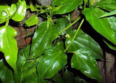 Conheça 7 chás caseiros para fortalecer o sistema imunológico