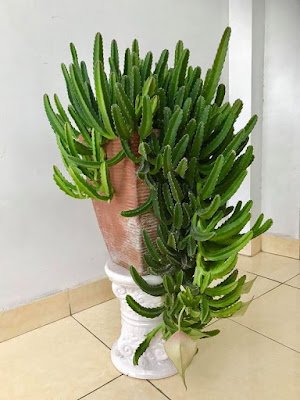 Cactos na decoração: mais de 50 fotos para te inspirar 