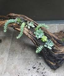 Como plantar Suculentas em Troncos