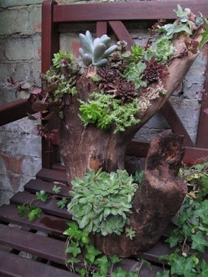 Como plantar Suculentas em Troncos