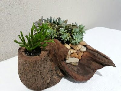 Como plantar Suculentas em Troncos