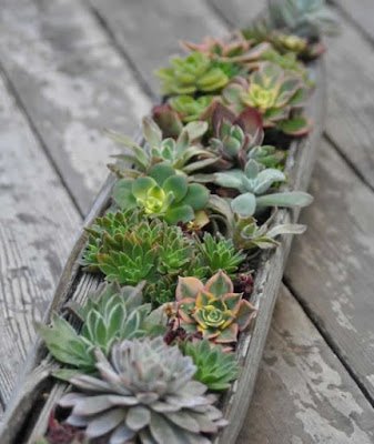 Como plantar Suculentas em Troncos