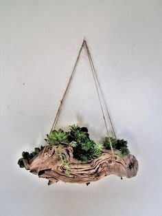 Como plantar Suculentas em Troncos